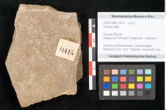 Foto (Objekt + Etikett) von Plantae indet.  (NHMW-GEO-2024-0188-11415)